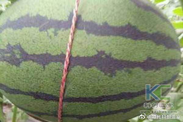 無土栽培，無土栽培技術(shù)，無土栽培設(shè)備