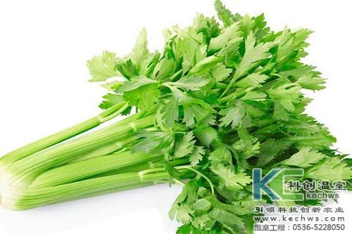 無(wú)土栽培，無(wú)土栽培技術(shù)，無(wú)土栽培設(shè)備