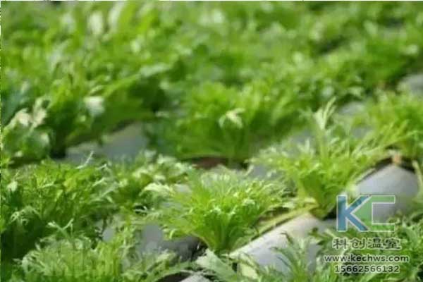 無(wú)土栽培，無(wú)土栽培技術(shù)，無(wú)土栽培設(shè)備